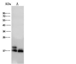 IFITM2 Antibody (Preservative Free)