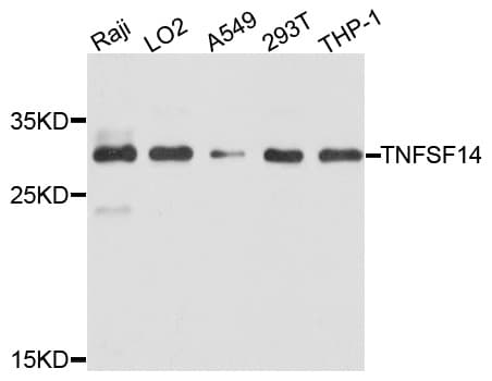IHC-plus™ Polyclonal Rabbit anti-Human TNFSF14 / LIGHT Antibody (IHC, WB)