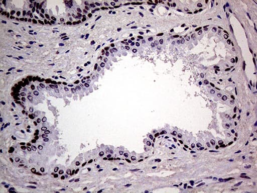 MAGEB4 Antibody (aa1-193, clone OTI3H2)