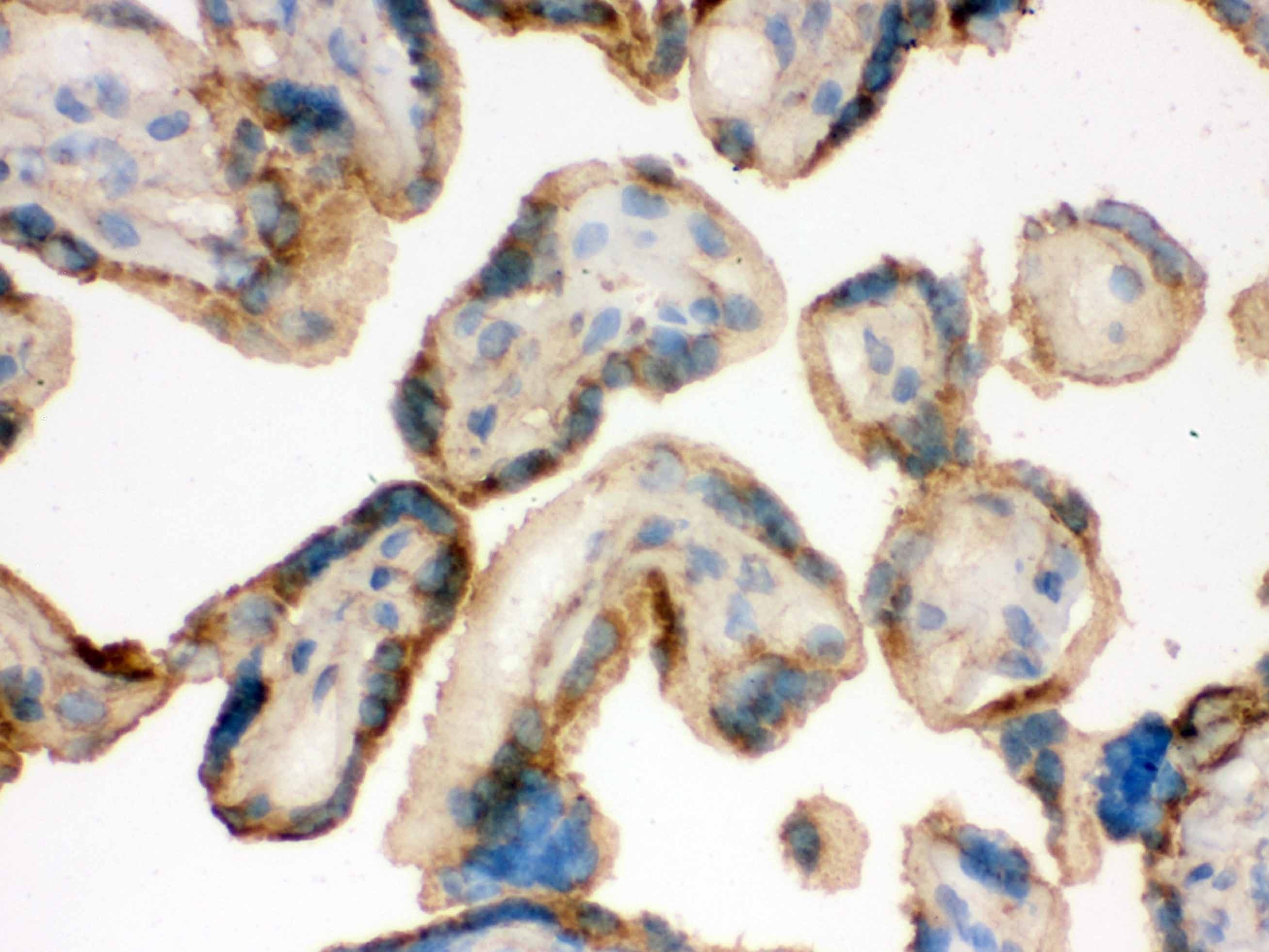 IDH2 Antibody (aa413-447)