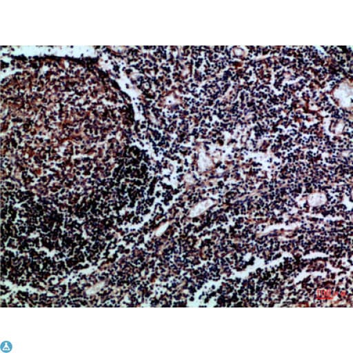 HLA-DMB Antibody
