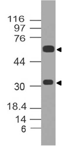 ATF2 Antibody