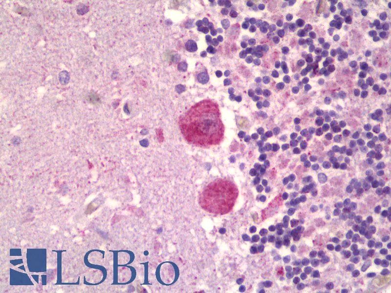 IHC-plus™ MAPK15 / ERK7 Antibody