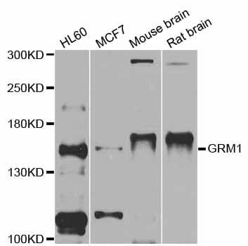 GRM1 / MGLUR1 Antibody