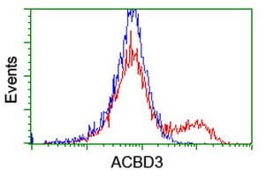 GCP60 / ACBD3 Antibody (clone OTI5F9)