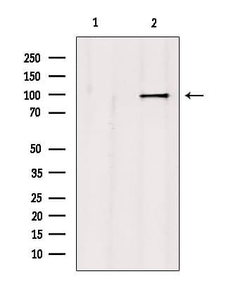 NLGN3 / Neuroligin 3 Antibody