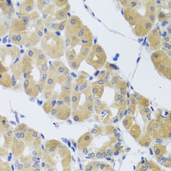 SNAP29 Antibody