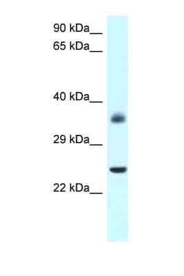 Polyclonal Rabbit anti-Rat AP-1 / JUND Antibody (aa90-139, WB)