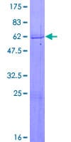 Human ZNF365 Protein (Recombinant GST)