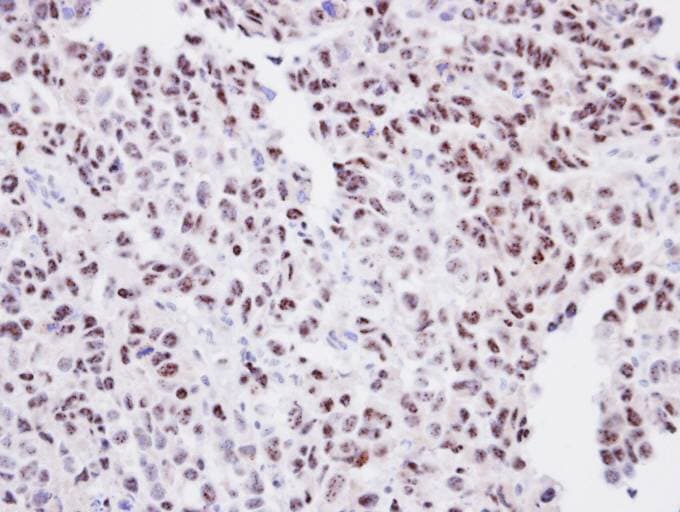 ORC2L / ORC2 Antibody (aa208-479)