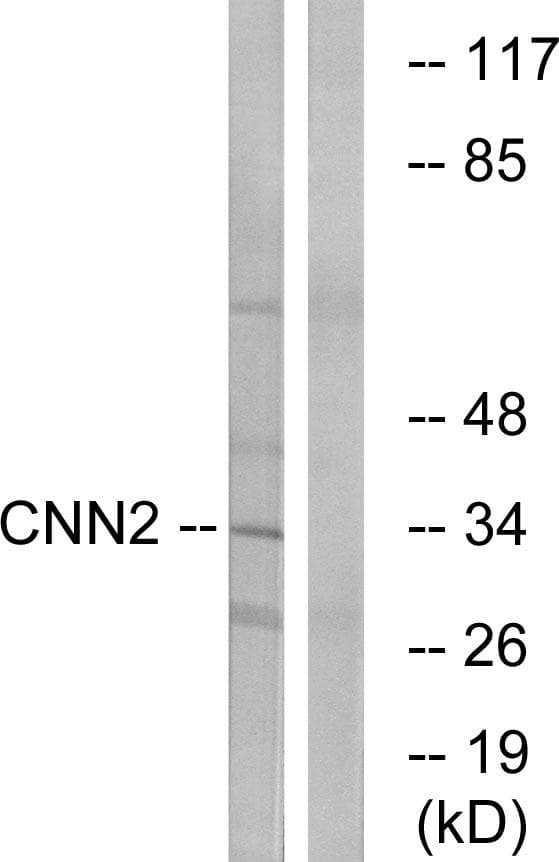 CNN2 Antibody