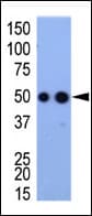 Hemagglutinin / HA Tag Antibody