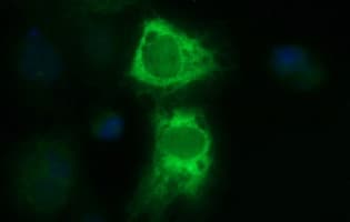 TXNDC1 / TMX1 Antibody (clone OTI3H5, Carrier-free)