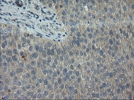 GPR49 / LGR5 Antibody (aa250-550, clone OTI2A2)
