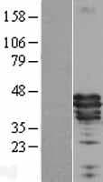 Apolipoprotein A-V (Over-Expression Lysate Myc-DDK (Flag))