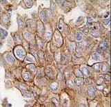 ANXA2 / Annexin A2 Antibody (aa287-313)