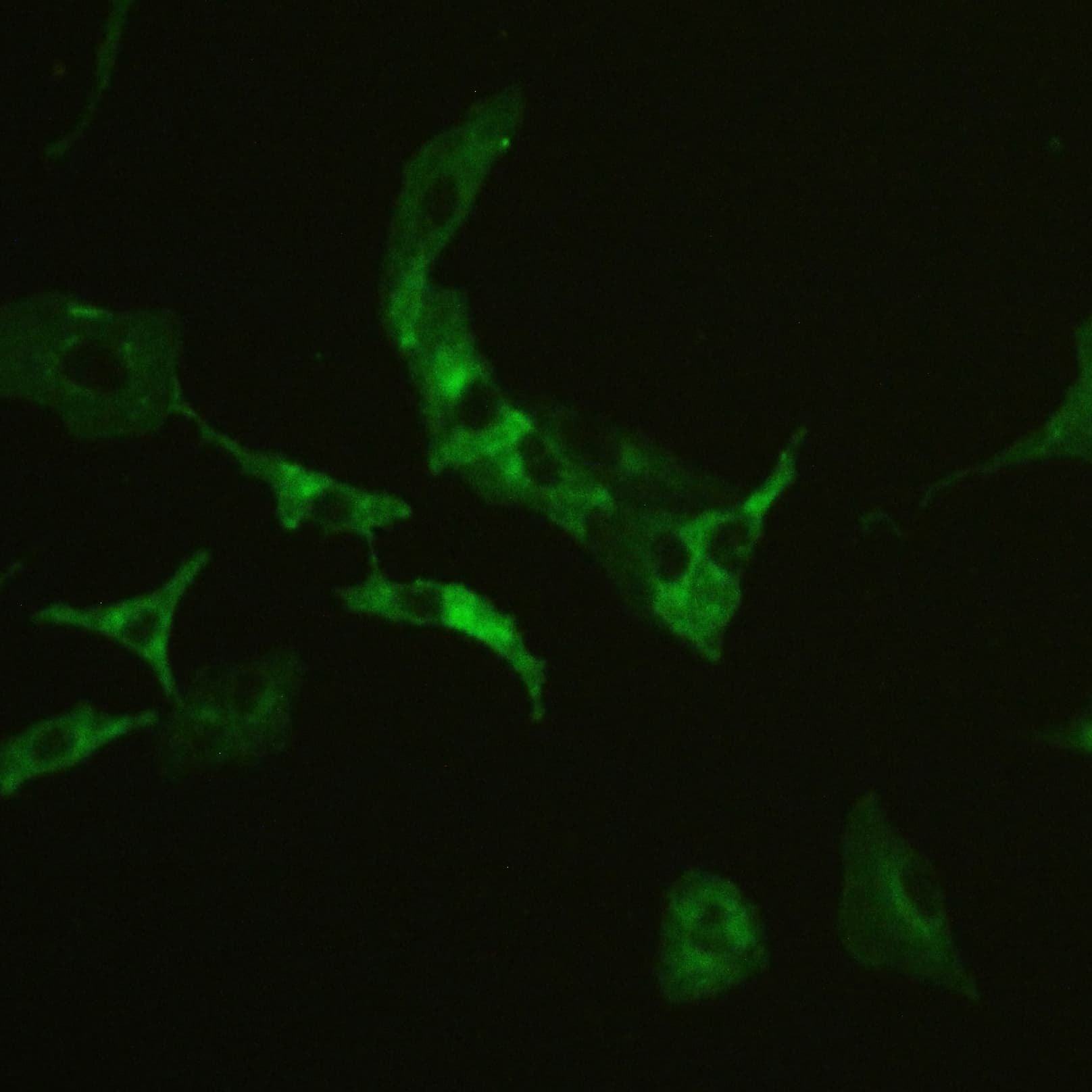 Basigin / Emmprin / CD147 Antibody