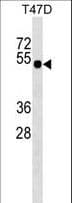 GLI4 Antibody (aa53-80)