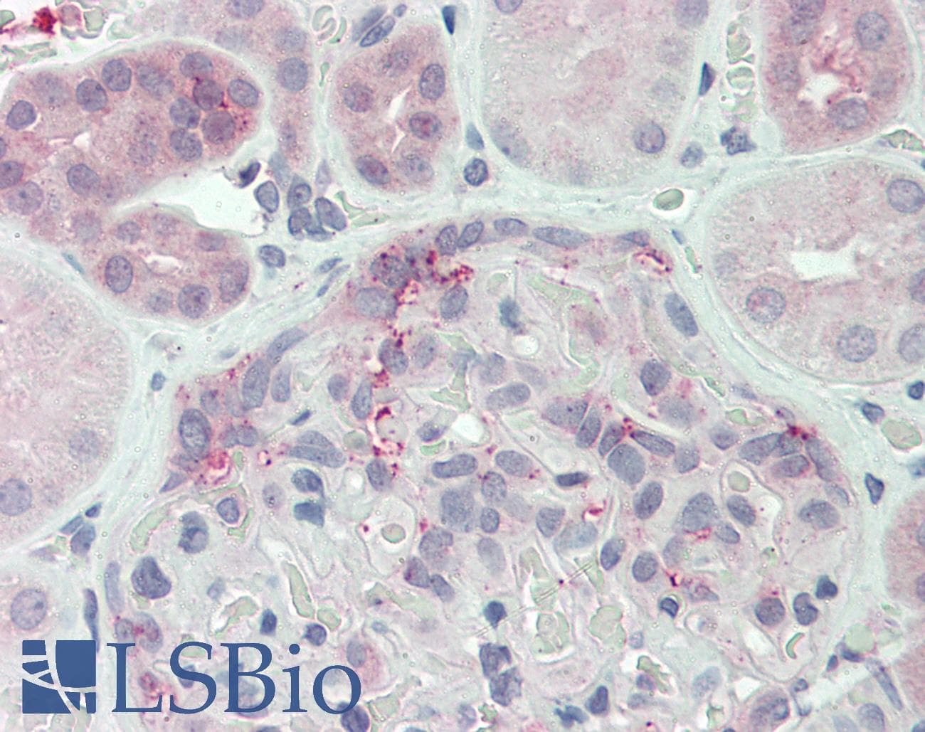 IHC-plus™ DUSP22 / JSP 1 Antibody (N-Terminus)