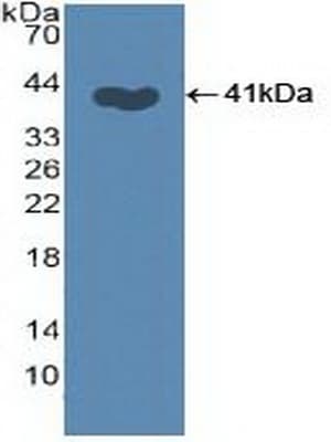 SKP2 Antibody (aa43-397, HRP)