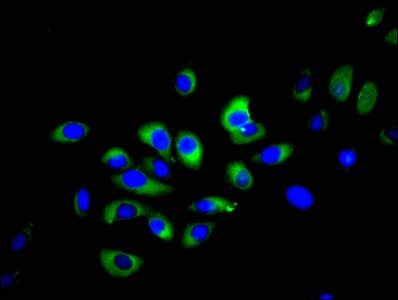 NCR1 / NKP46 Antibody