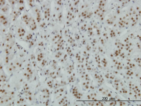 ZNF207 Antibody (clone 6D7)