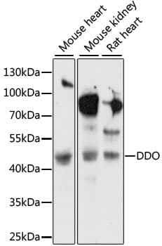Polyclonal Rabbit anti-Human DDO / D-Aspartate Oxidase Antibody (WB)