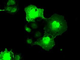 NEK6 Antibody (clone OTI5D7)