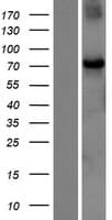 Human CHFR Protein (Over-Expression Lysate Myc-DDK (Flag))