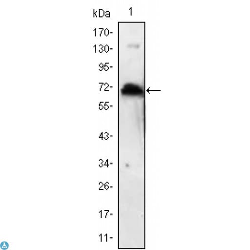KLHL1 Antibody