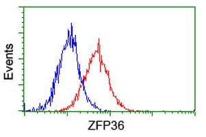 ZFP36 / Tristetraprolin Antibody (clone OTI4B10)