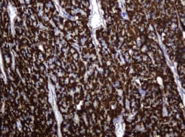 HSPD1 / HSP60 Antibody (clone OTI4E4, Carrier-free)