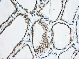 EIF2S1 Antibody (clone OTI5D10)