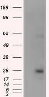 KCTD5 Antibody (clone OTI3C8, Carrier-free)