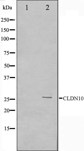 CLDN10 / Claudin 10 Antibody
