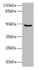 CPA2 Antibody