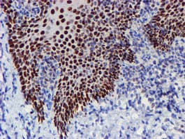 WWTR1 / TAZ Antibody (clone OTI1H9)