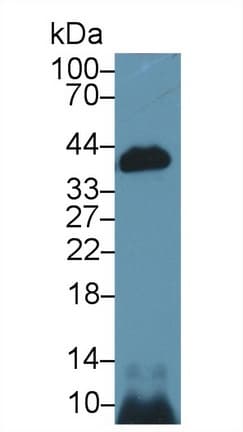 CASP14 / Caspase 14 Antibody (aa17-248)