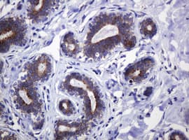 Monoclonal Mouse anti-Human POGK Antibody (clone OTI3E2, IHC, WB)