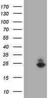 FATE1 Antibody (clone OTI3D7)