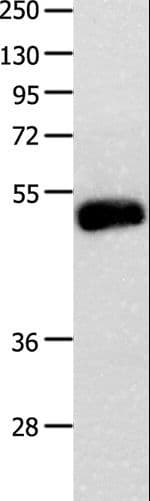 Polyclonal Rabbit anti-Human BMP4 Antibody (IHC, WB)