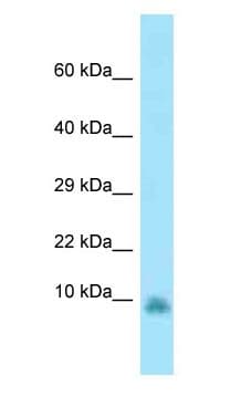 GNG13 Antibody (aa7-56)
