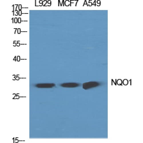 NQO1 Antibody (C-terminal)