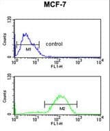 IHC-plus™ HSD2 / HSD11B2 Antibody (aa277-306)