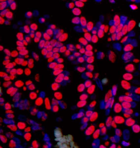 HIST1H3A Antibody (aa100-C-term)