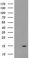 CHCHD5 Antibody (clone OTI6G8)