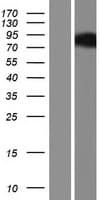 WT5 / POU6F2 Protein (Over-Expression Lysate Myc-DDK (Flag))