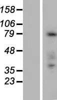 FAM83C Protein (Over-Expression Lysate Myc-DDK (Flag))
