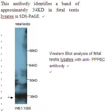 PPP6C Antibody