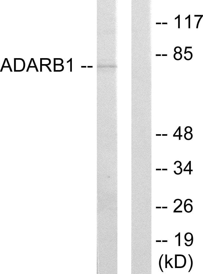 ADAR2 / ADARB1 Antibody